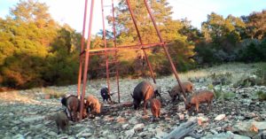 Feral Hogs – What you need to know