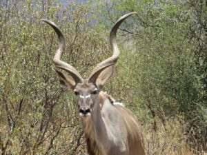 kudu bull texas exotic game ranch